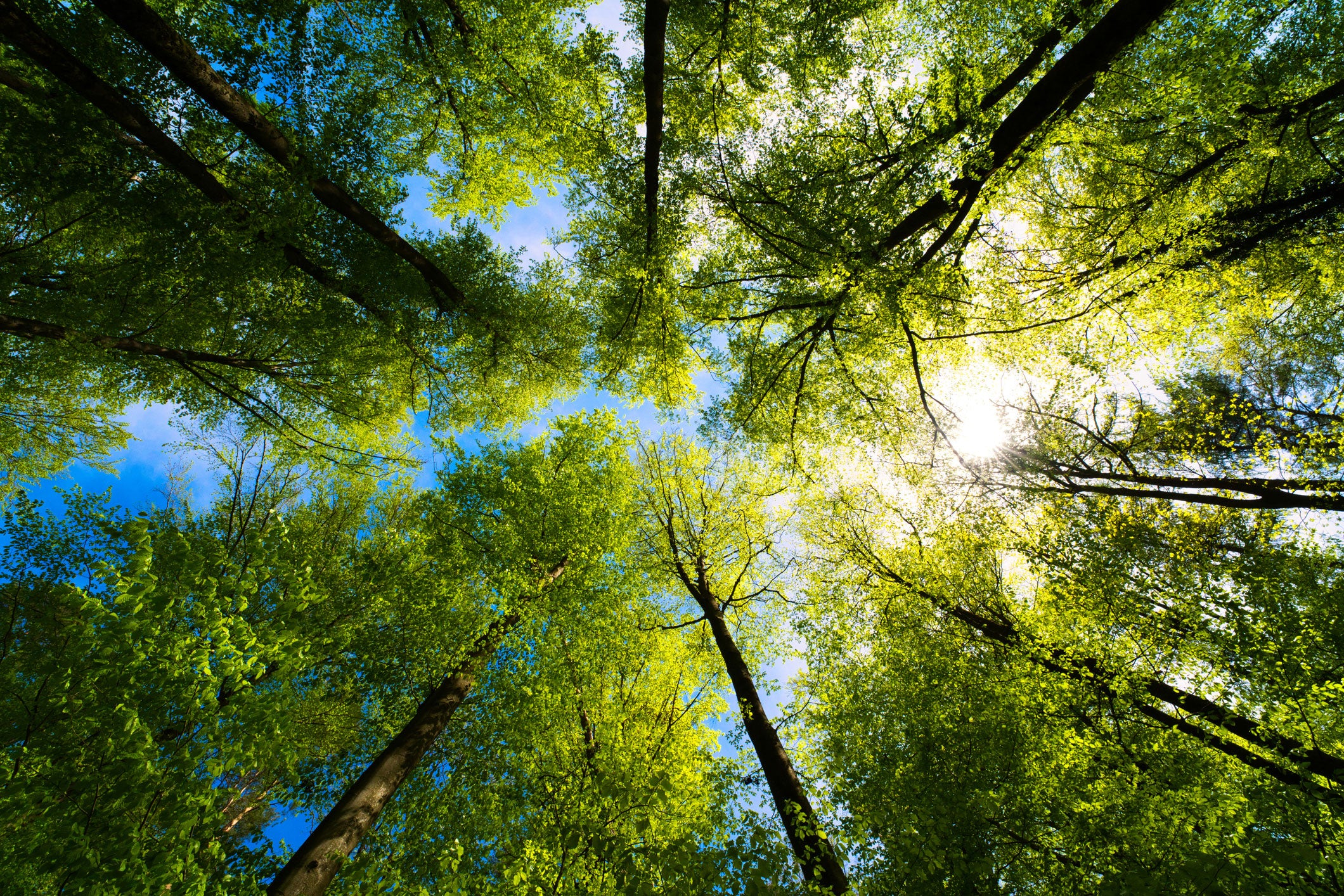 View of trees looking up in sky